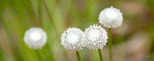 FLORES EM BOLA