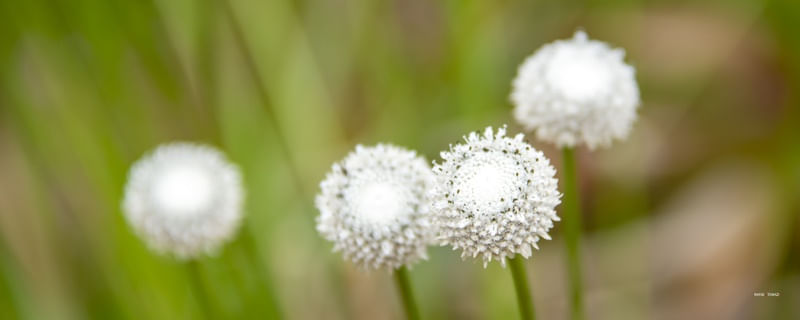 FLORES EM BOLA