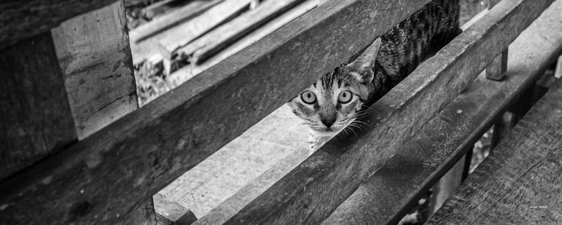 GATO ATENTO