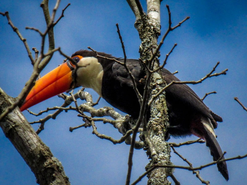 TUCANO NA ÁRVORE