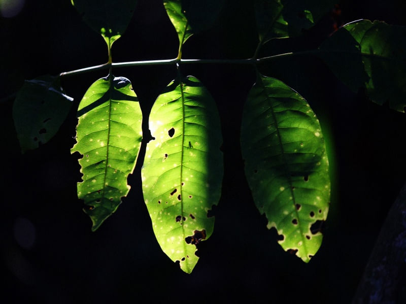 PÉS DE VERDE