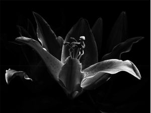 BLACK AND WHITE LILY