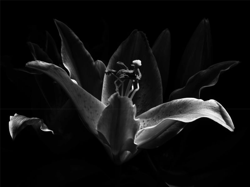 BLACK AND WHITE LILY