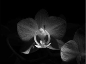 ANGEL ORCHID