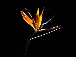 BIRD OF PARADISE FLOWER