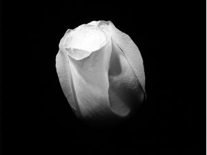 ROSEBUD