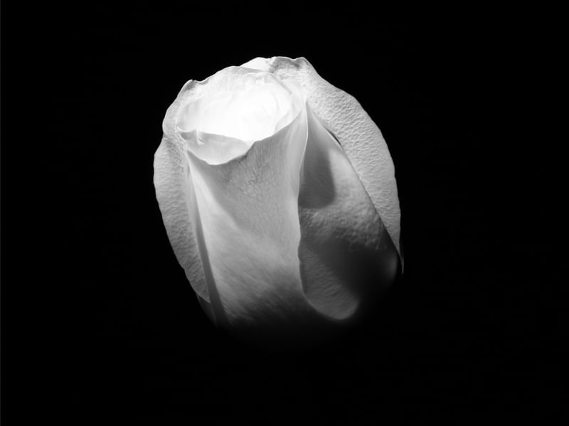 ROSEBUD