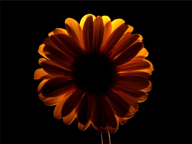 GOLDEN TRANSVAAL DAISY