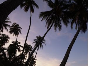 SUNSET COM COQUEIROS