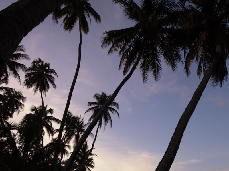 SUNSET COM COQUEIROS