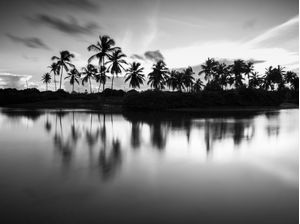 REFLEXOS NIGRI