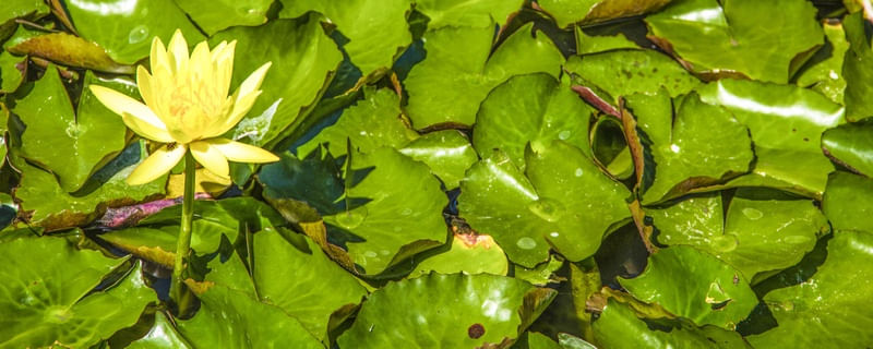 FLOR DE ÁGUA