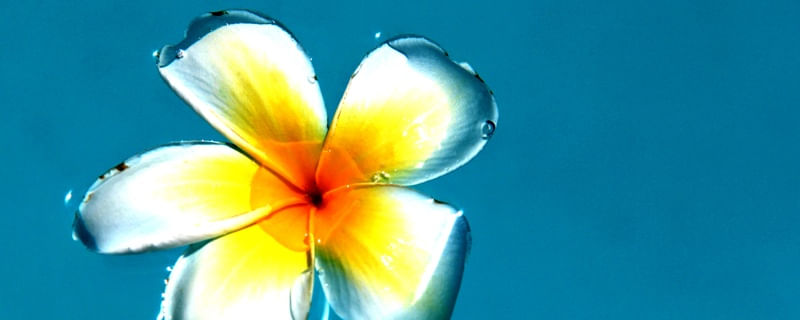 FLOR 678