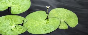 FOLHAS-FLOR