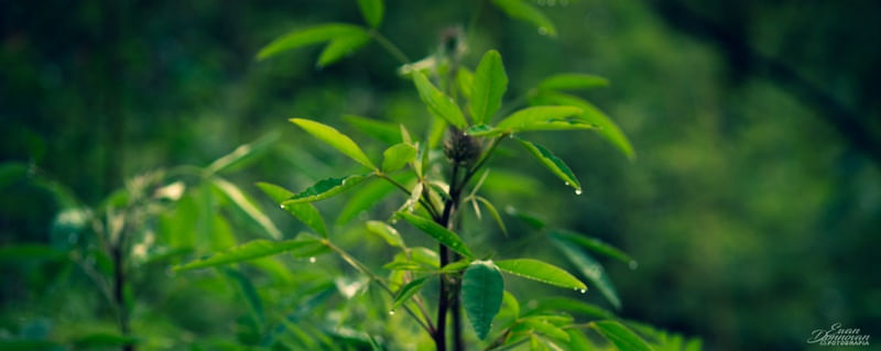 NATUREZA E CHUVA