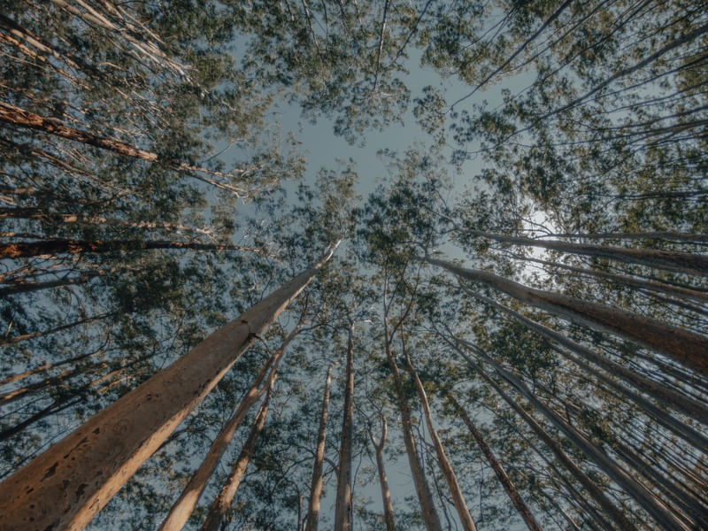 ENERGIA EM ARTE NATUREZA