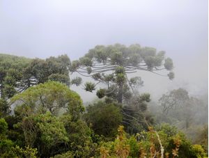ARAUCARIA_NEVOA