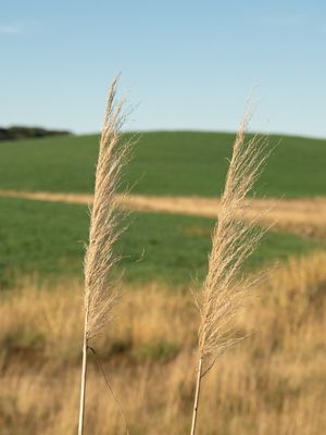COM VISTA PARA A FAZENDA