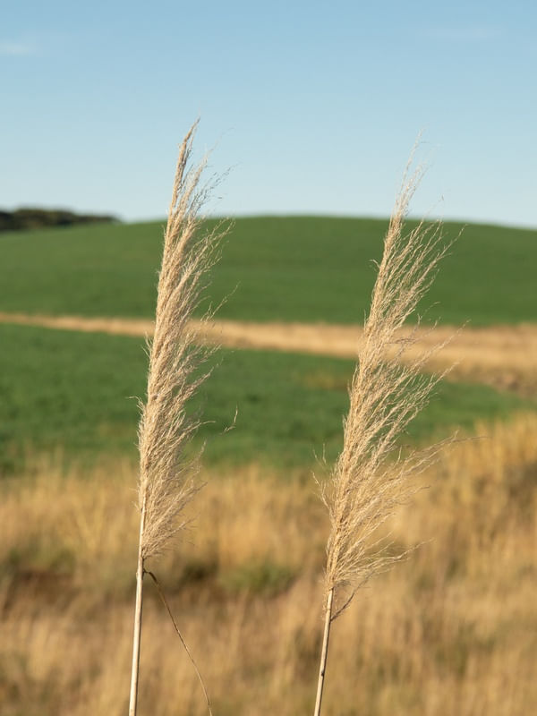 COM VISTA PARA A FAZENDA