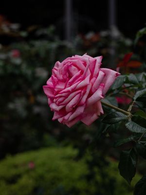 ROSA PRIMAVERA