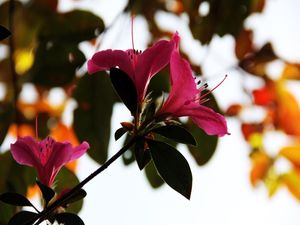 PAIXÃO ROSADA