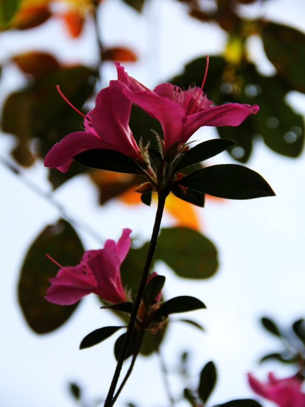 FLOR NO SÍTIO