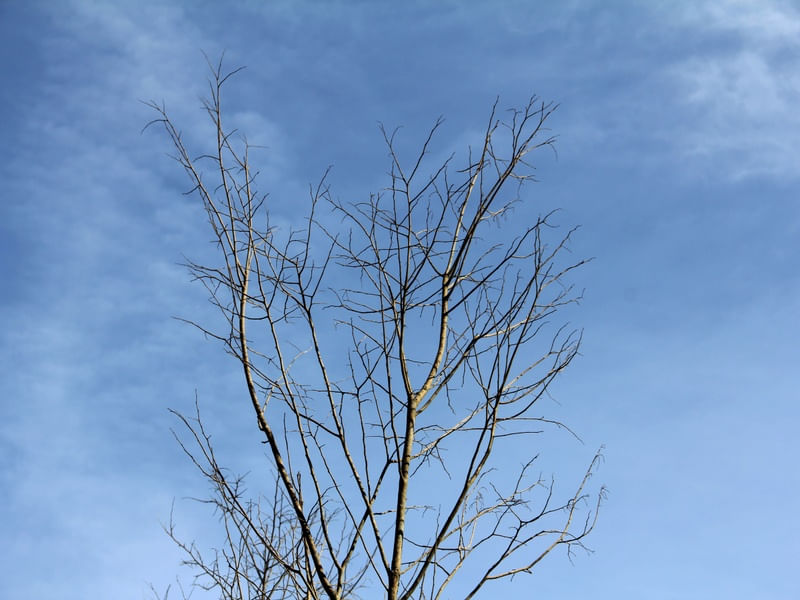 ÁRVORE DE INVERNO