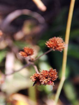 FLORZINHA MARROM