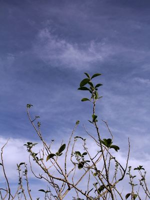 ÁRVORE NO CÉU