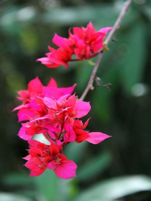 FLORZINHAS ROSAS
