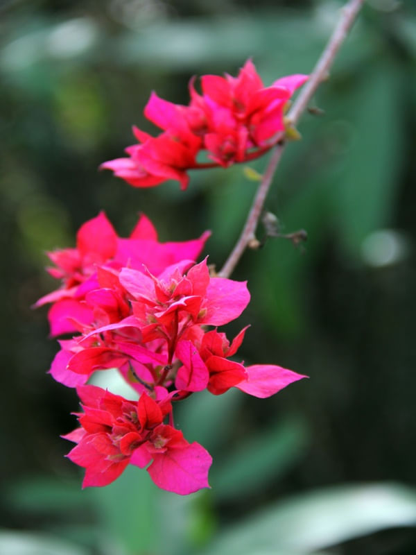 FLORZINHAS ROSAS