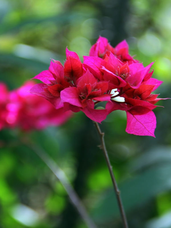 FLOR DE SÍTIO