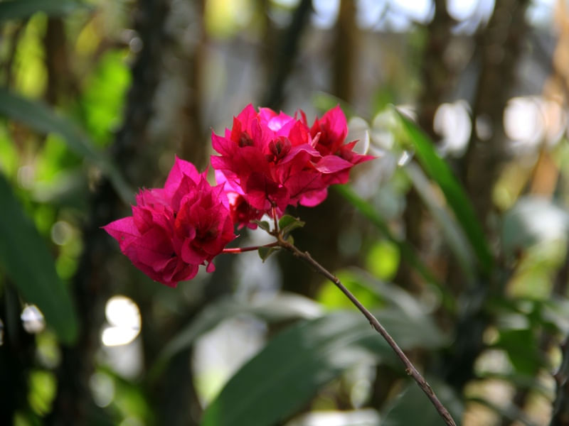 GALHO COM FLORES