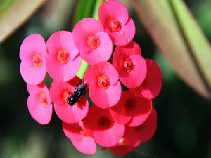 INSETO NA FLOR