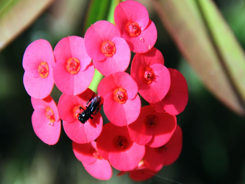 INSETO NA FLOR