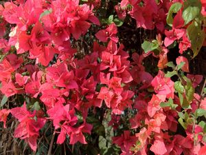 PRIMAVERAS