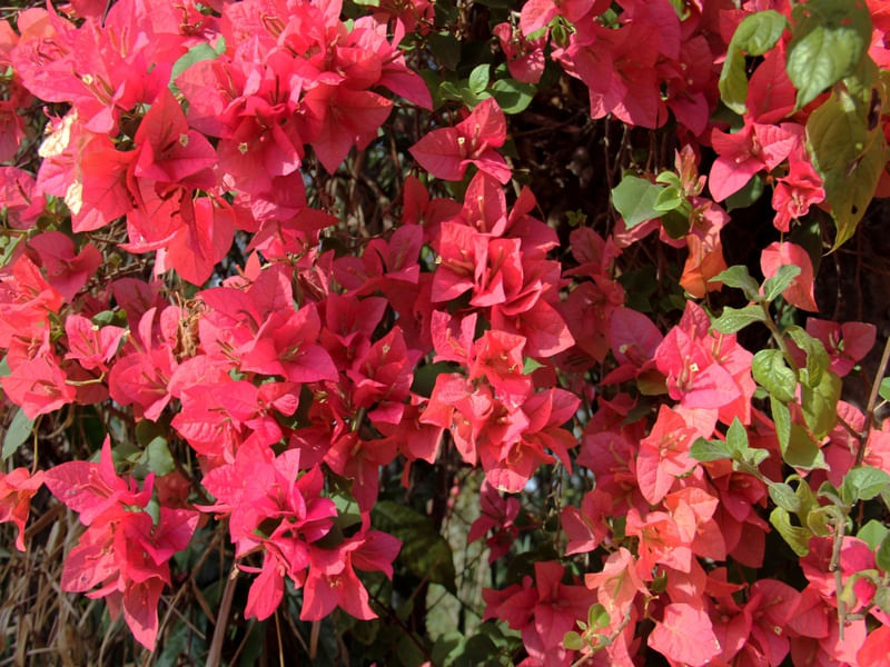 PRIMAVERAS
