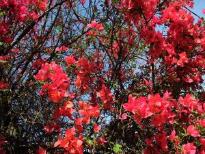 SÍTIO DAS PRIMAVERAS
