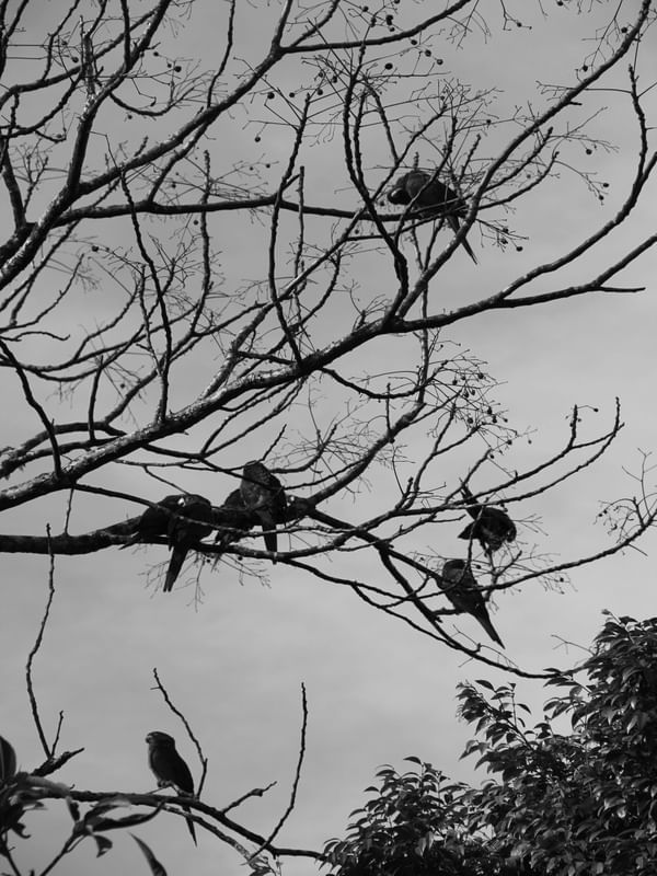 MARITACAS EM GALHOS