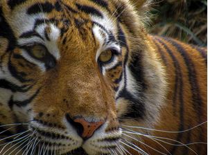 EYE OF TIGER