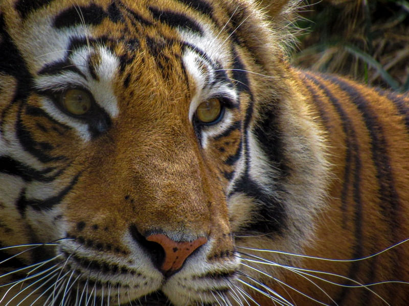 EYE OF TIGER