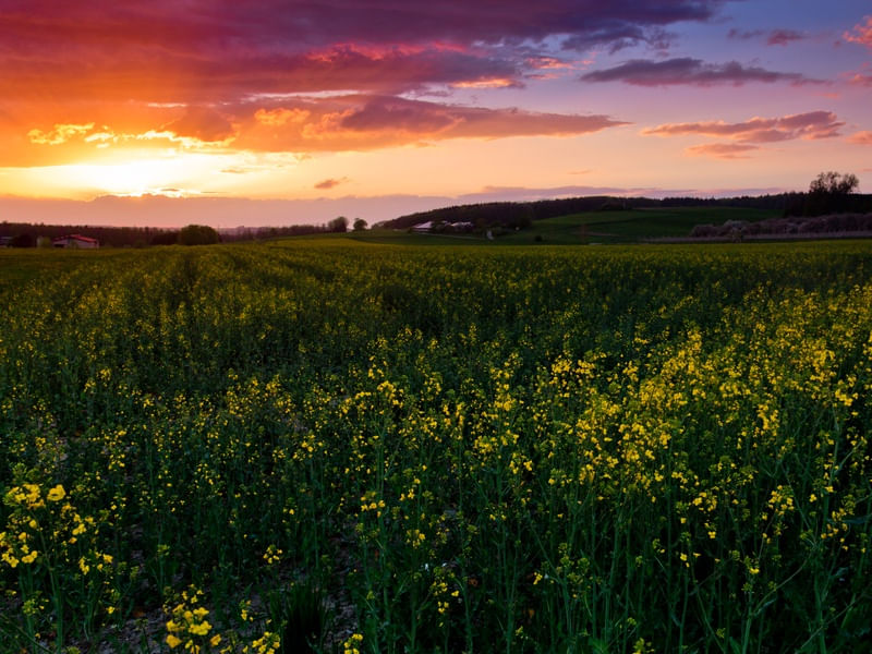 GERMAN CANOLA SUNSET