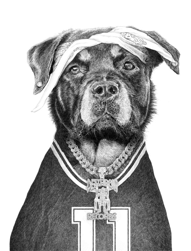 BEAR THE ROTTWEILER
