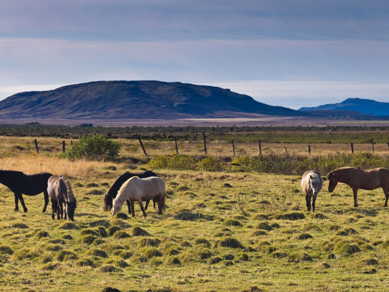 CAVALOS ISLANDESES