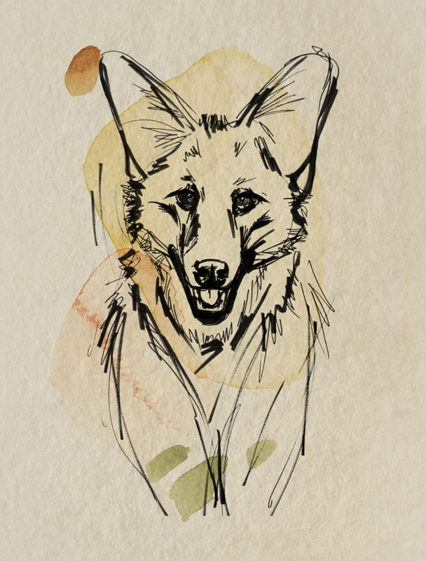 LOBO GUARÁ DO CERRADO