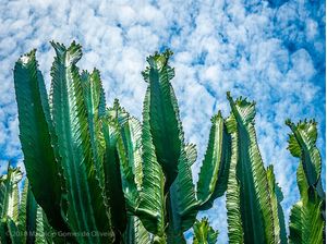 CÉU DE CACTOS