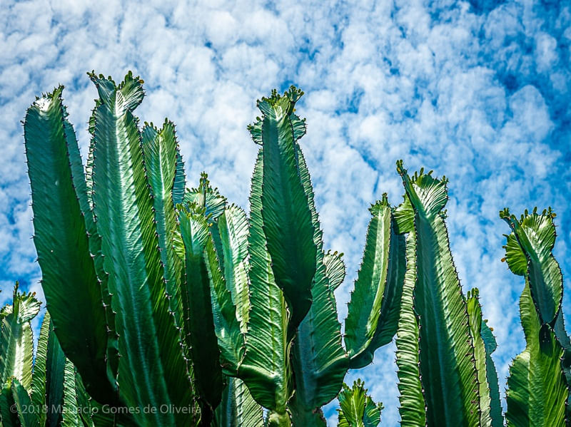 CÉU DE CACTOS
