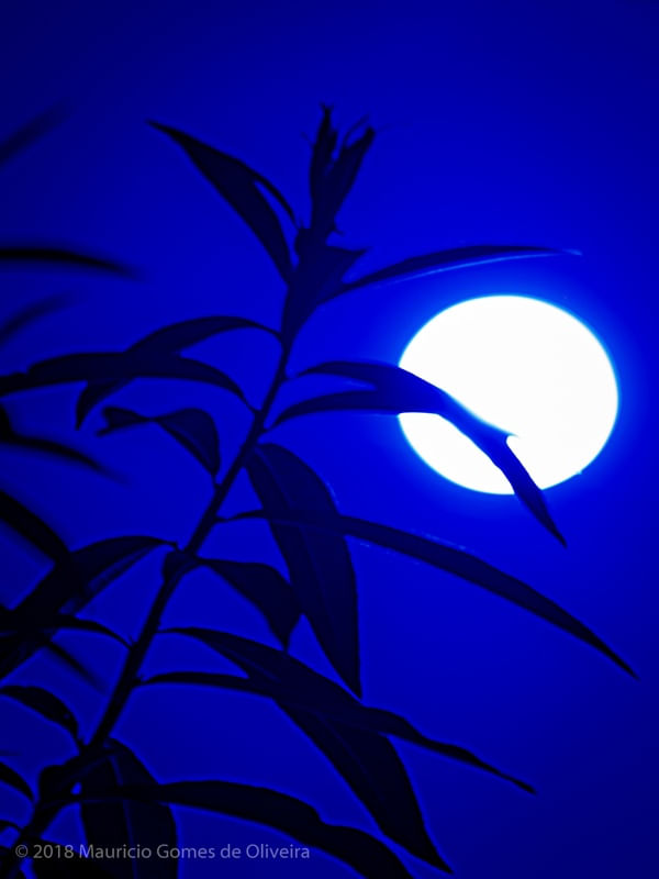 PLANTA NA LUA