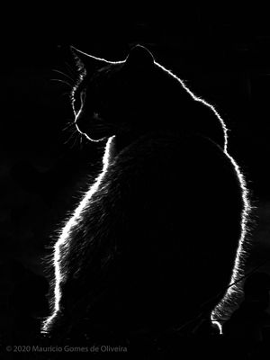 GATO SILUETA