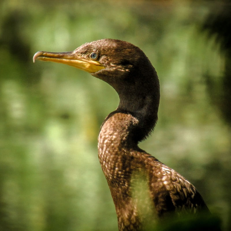 BIGUATINGA